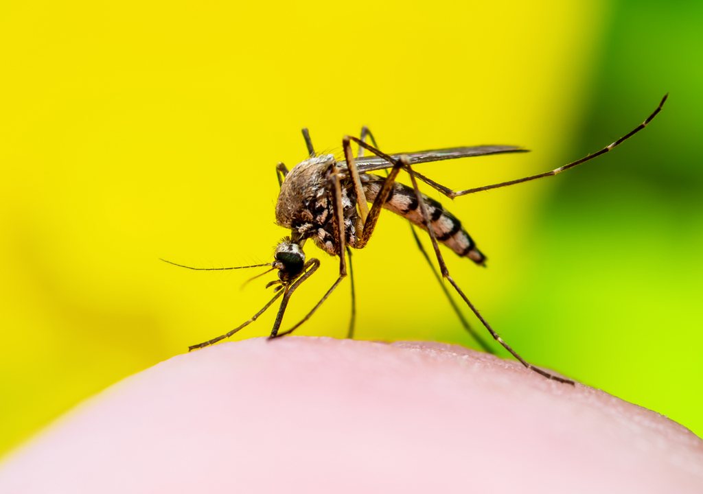 Aedes aegypti Aedes aegypti