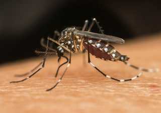 ¿Qué es y cómo se contagia el dengue? Los peligros ante la picadura del temido zancudo “Aedes Aegypti” 