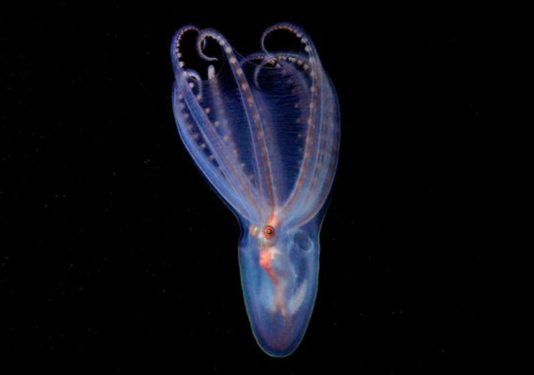 &iquest;Qu&eacute; esconde el Mar Argentino? El asombroso descubrimiento de 40 especies marinas que impulsa una nueva expedici&oacute;n
