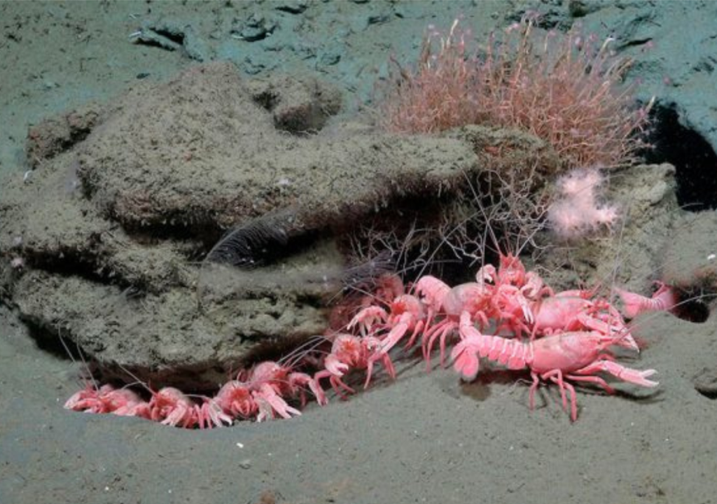 Expedición sumarina Mar Argentino Se observaron jardines de corales de aguas frías, esponjas gigantes, estrellas de mar poco frecuentes y una gran cantidad de organismos nunca observados. Foto: Gentileza Schmidt Ocean y CONICET