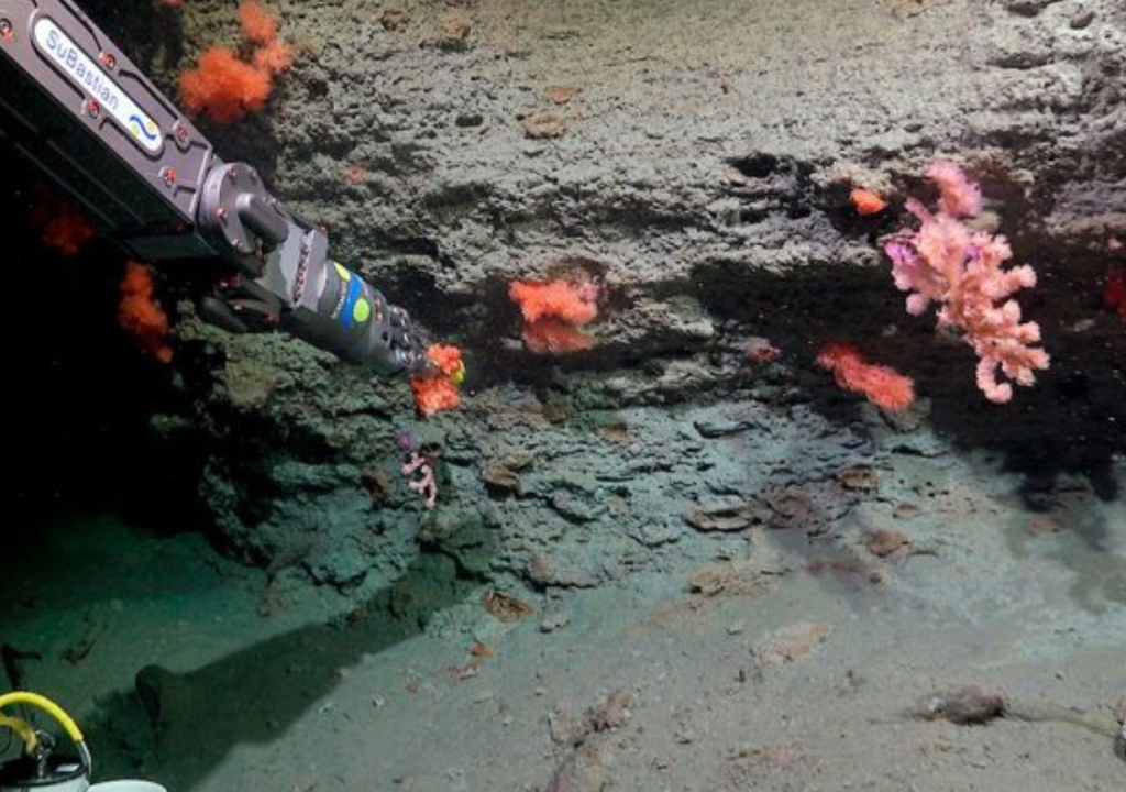 Expedición submarina Mar Argentino En 2027 se repetirá la expedición, aunque en las costas de Chubut. Será la expedición Talud Continental V. Foto: Gentileza Schmidt Ocean y CONICET