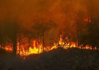 Qué especies de plantas y árboles se regenerarán primero en las zonas afectadas por los incendios en España