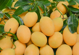 Alerta en el mango mexicano: plagas y rechazos en exportaci&oacute;n encienden al campo