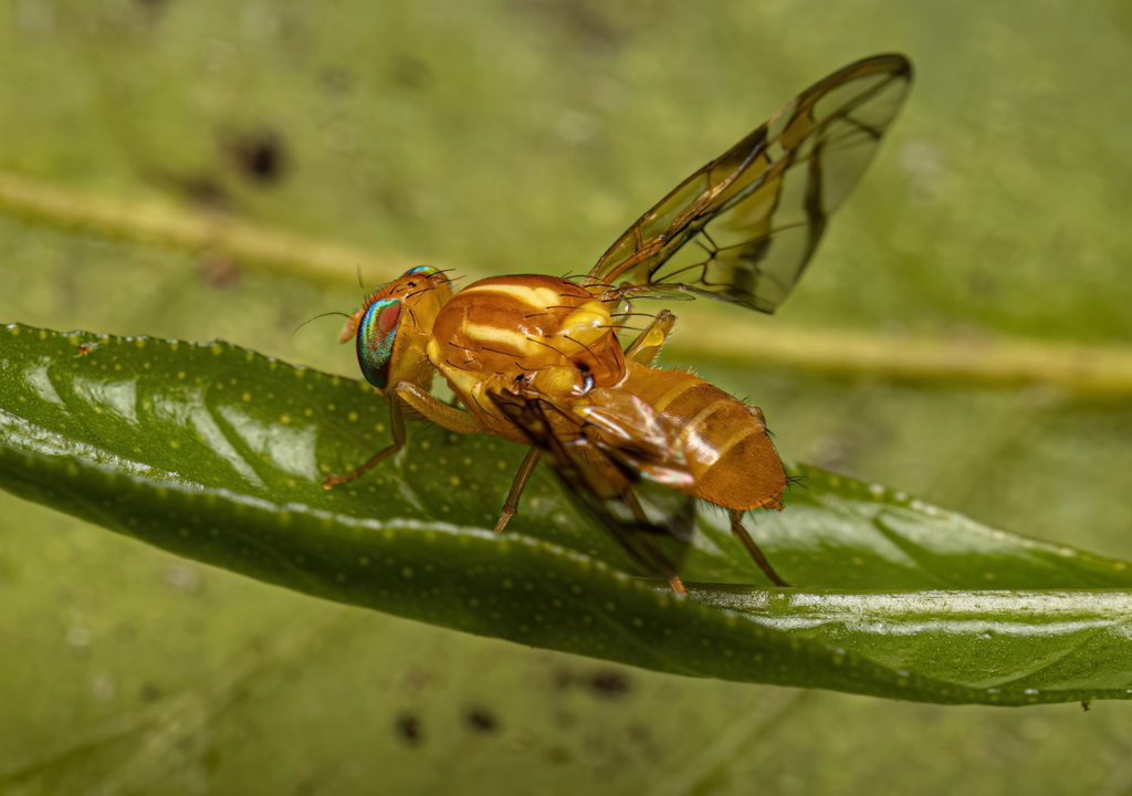 La mosca de la fruta puede afectar más de 200 especies de cultivos, no solo mango.
