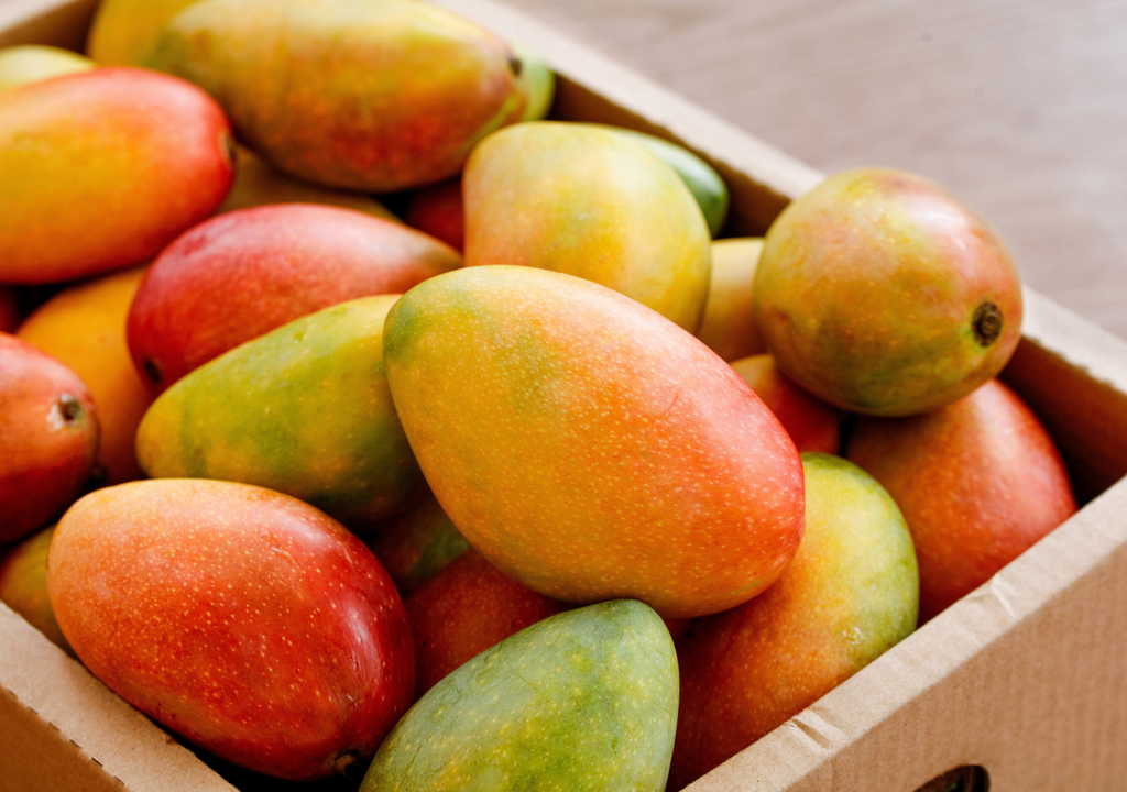 Un árbol de mango puede producir hasta 200 o 300 kilos por temporada, y México exporta principalmente variedades como Ataulfo, Tommy Atkins y Kent.