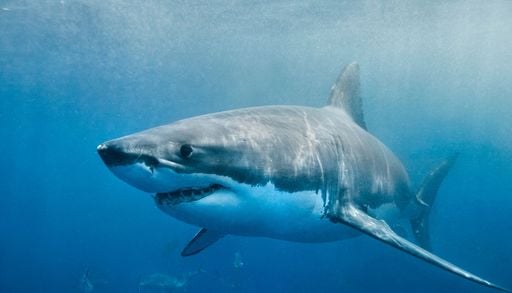 Un estudio detecta una se&ntilde;al preocupante sobre la situaci&oacute;n de los grandes tiburones en Baleares