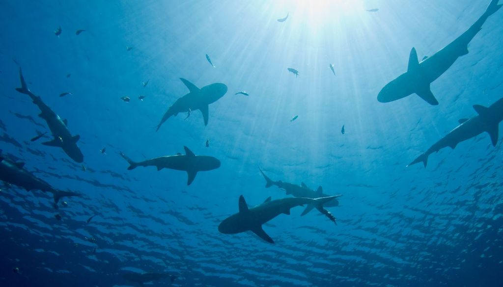 Tiburones No aparecieron rastros genéticos de algunas especies que históricamente han habitado o frecuentado estas aguas