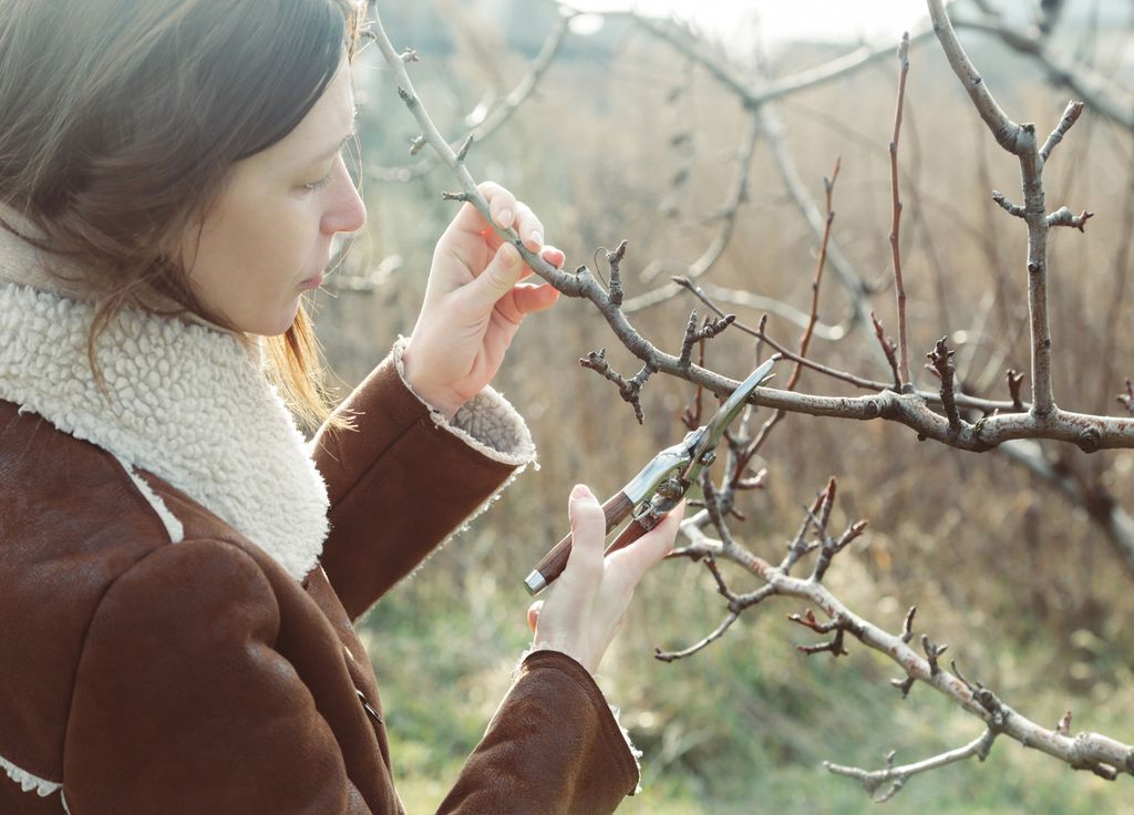 Les fruitiers peuvent être taillés durant l'hiver.