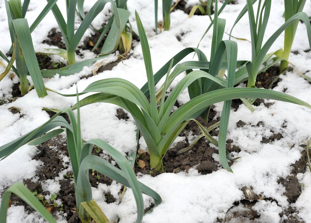 Huertos con nieve Huertos con nieve