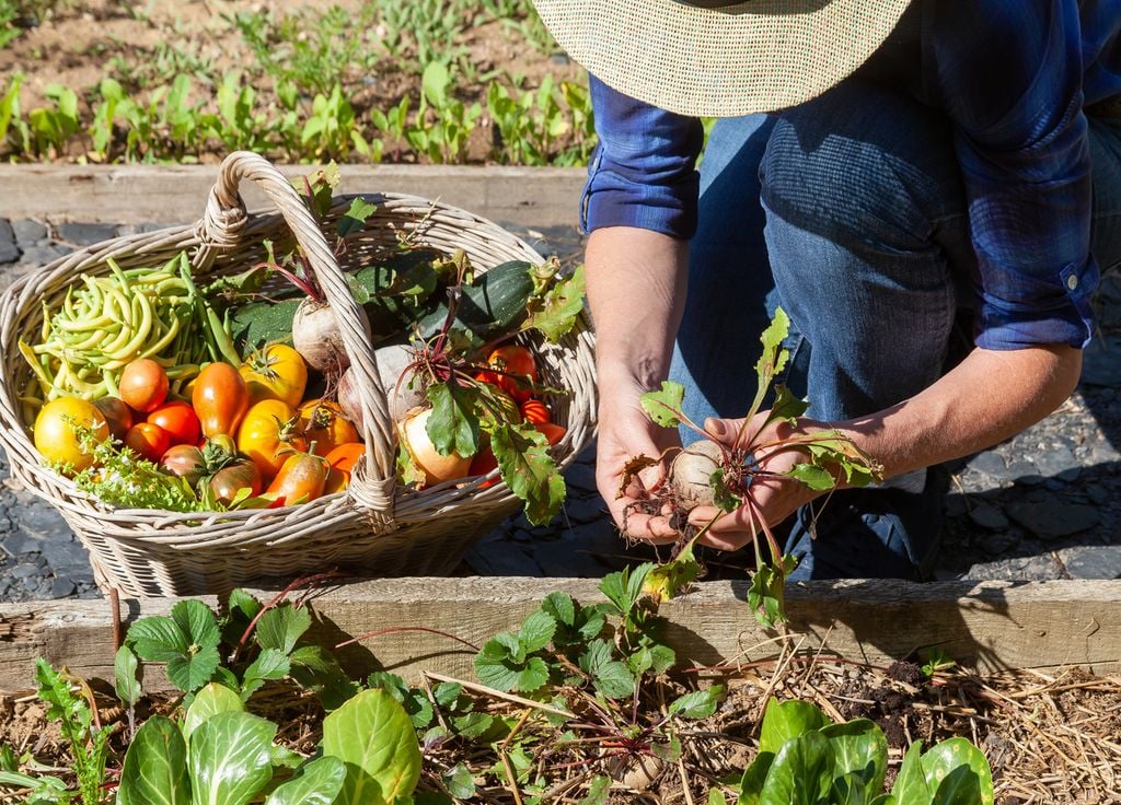 En août, c'est un peu le début du changement de saison au potager avec des légumes qui arrivent parfois au terme de leur production.