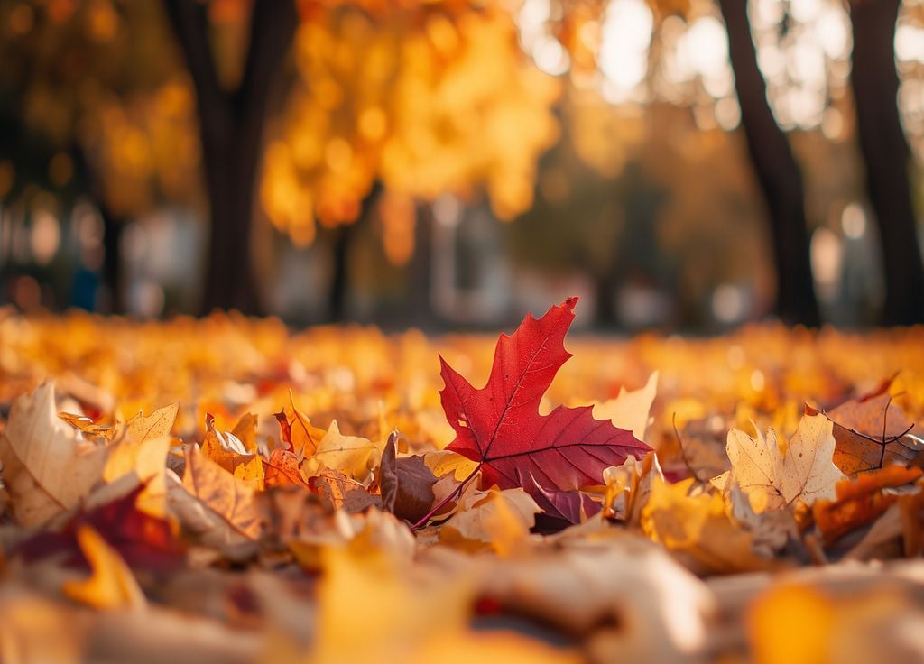 Au-delà des belles couleurs, les feuilles permettent d'apporter de l'engrais naturel au potager.