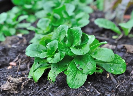 Que faire dans son jardin / potager en ce mois de septembre puis octobre ? Voici quelques conseils