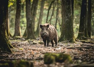 Que faire si vous croisez un sanglier durant une promenade ? 