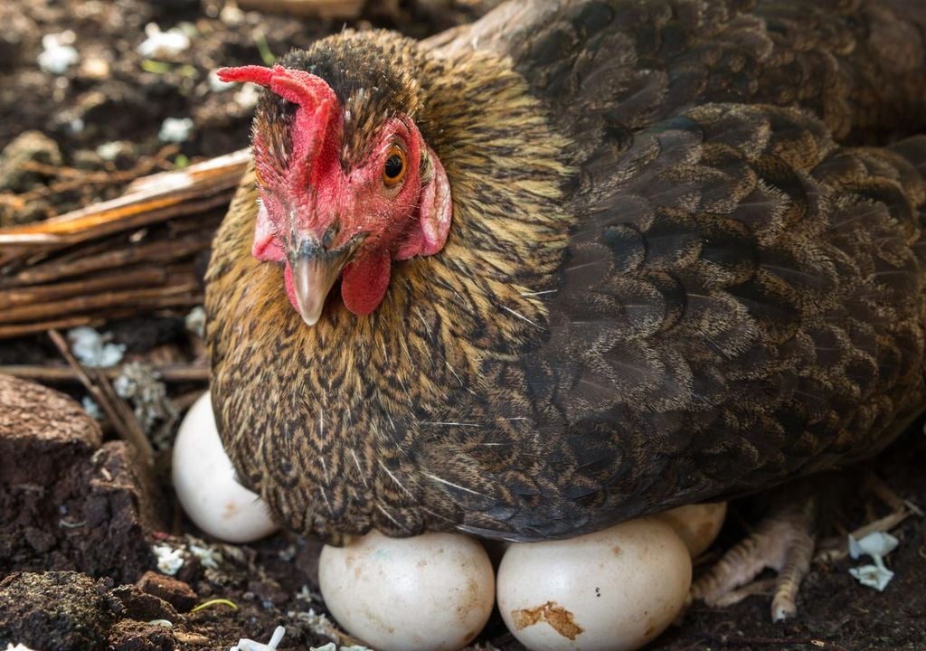 Gallina empollando