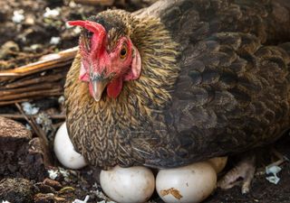 ¿Qué fue primero, el huevo o la gallina? La ciencia intenta dar una respuesta a este enigma evolutivo