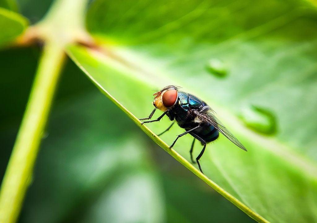 Mosca Cochliomyia hominivorax