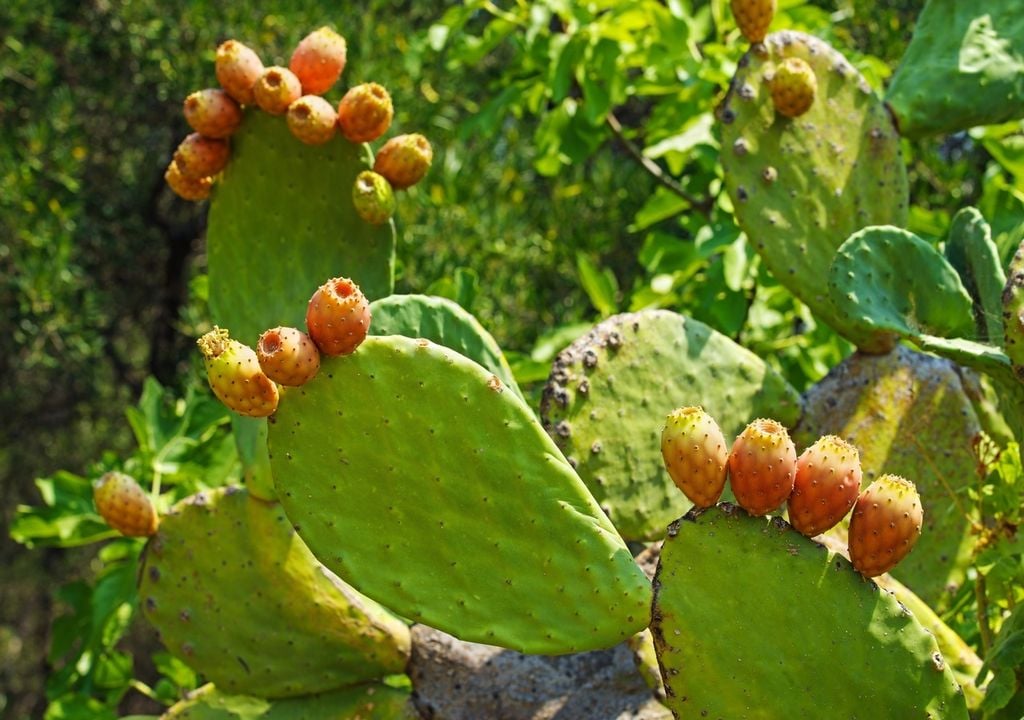 nopal