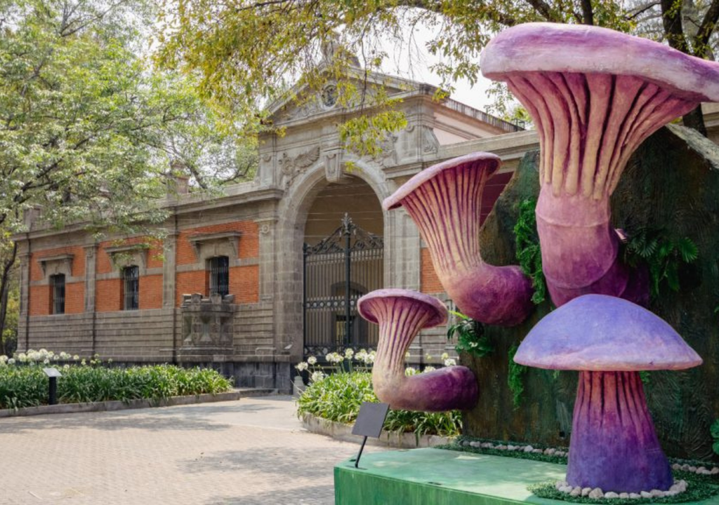 Spora; Festival; CDMX; naturaleza; hongos; noticias Spora; Festival; CDMX; naturaleza; hongos; noticias