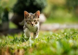 Qué hacer en CDMX este fin de semana del 4 al 6 de abril: novena edición del Miau Fest