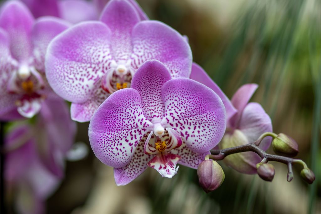 orquídeas orquídeas