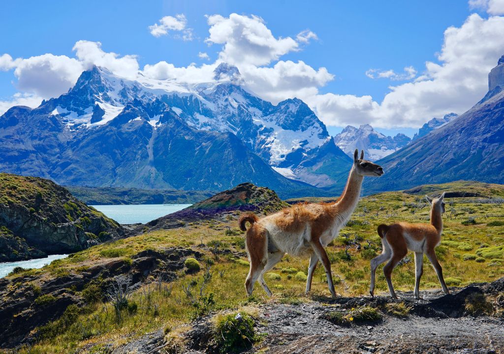 Parque Nacional Torre del Paine, atractivo de la Patagonia.