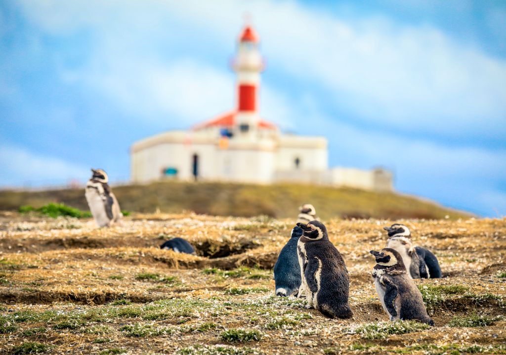 Pinguineras de Isla Magdalena, Magallanes. Pinguineras de Isla Magdalena, Magallanes.