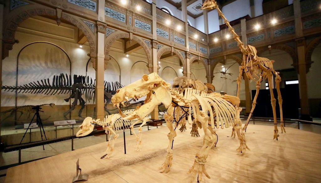 Exposición de Vertebrados en Museo Nacional de Historia Natural. Exposición sobre la evolución de los vertebrados en el Museo Nacional de Historia Natural. Crédito: Servicio Nacional del Patrimonio Cultural.