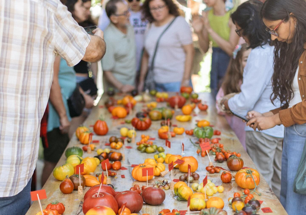 Este sábado se celebrará el Día del Tomate en el MUT. Crédito: @diadeltomate