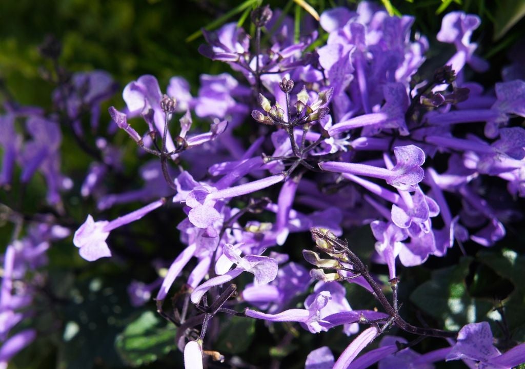 Lavanda, plantas Lavanda, plantas