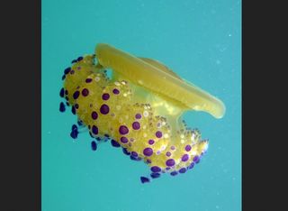 Qué hacer si te pica una medusa