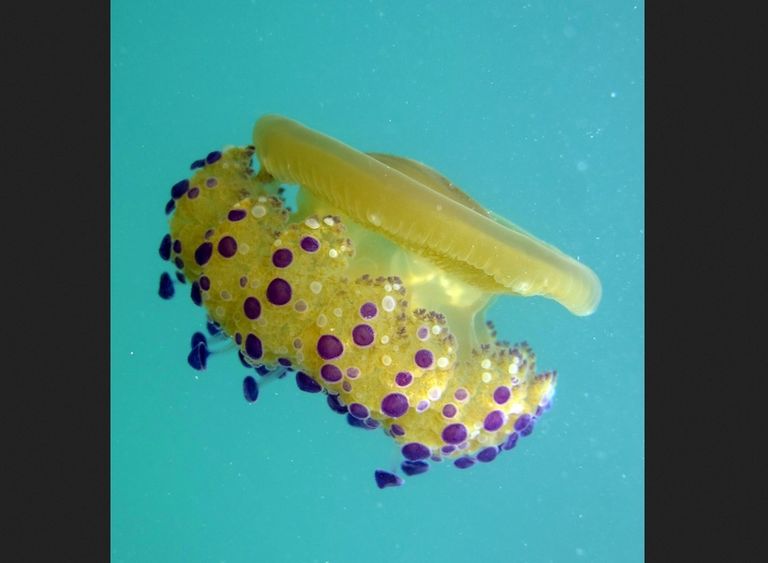 Medusa 'huevo frito' (Cotylorhiza tuberculata). / Borut Mavric Medusa 'huevo frito' (Cotylorhiza tuberculata). / Borut Mavric