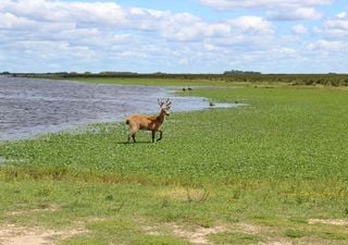 Qué hacer y cómo llegar al Parque Nacional Ciervo de los Pantanos, una mini escapada bonaerense de fin de semana