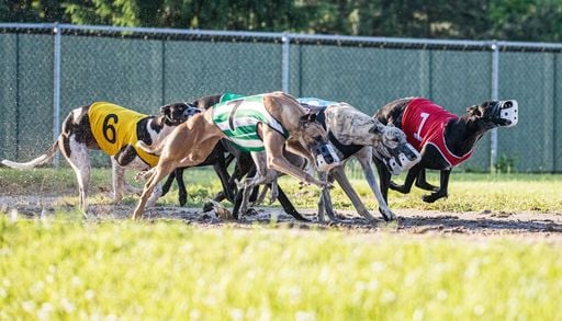 C&aacute;mara de Diputados da un paso para prohibir las carreras de galgos en Chile: &iquest;qu&eacute; ocurrir&aacute; ahora?
