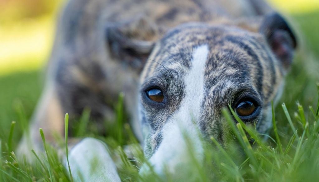 Perro galgo La SPCA neozelandesa estima que alrededor de 1.300 galgos necesitan encontrar nuevos hogares y ha destacado la importancia de su transición hacia la vida como animales de compañía.