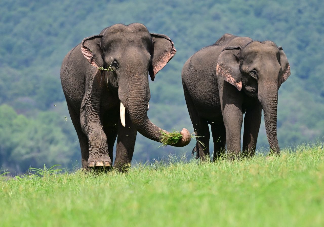 What an elephant's memory! Science confirms the existence of a treasure trove of knowledge that goes beyond myth