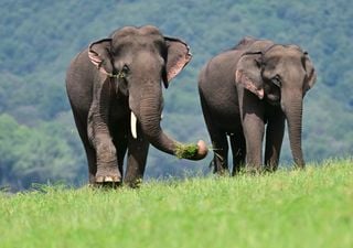 Que memória de elefante! A ciência confirma um tesouro cognitivo, além do mito