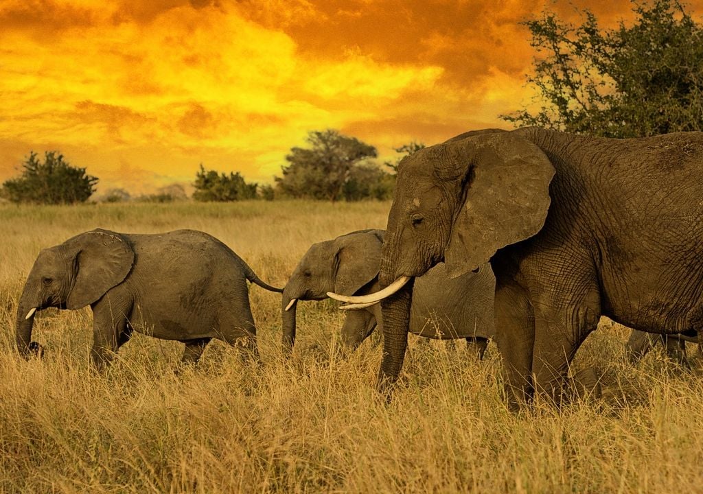 Elephants