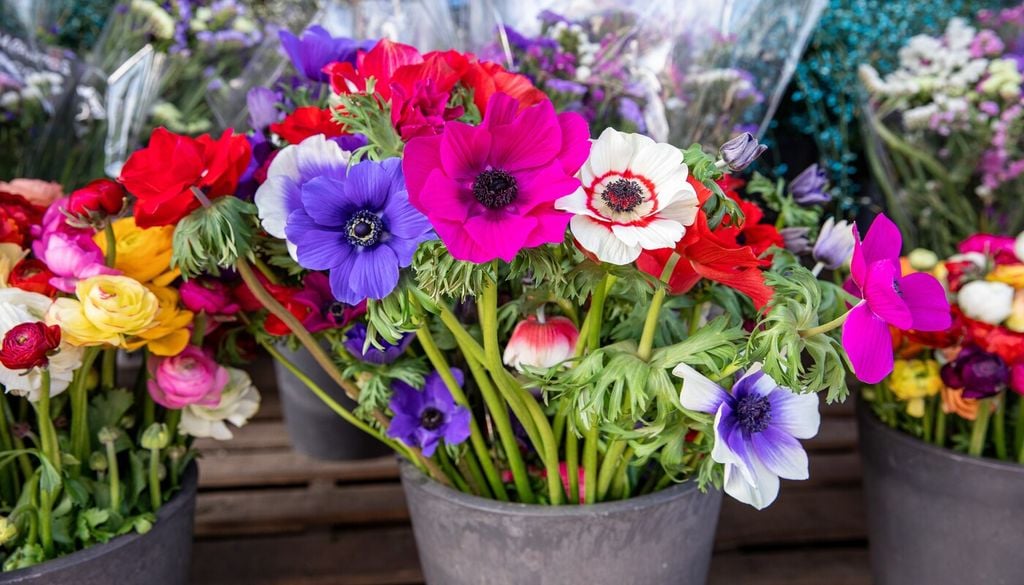 Las anémonas suelen florecer antes que muchas fresias y ranúnculos, ayudando a crear floraciones escalonadas.