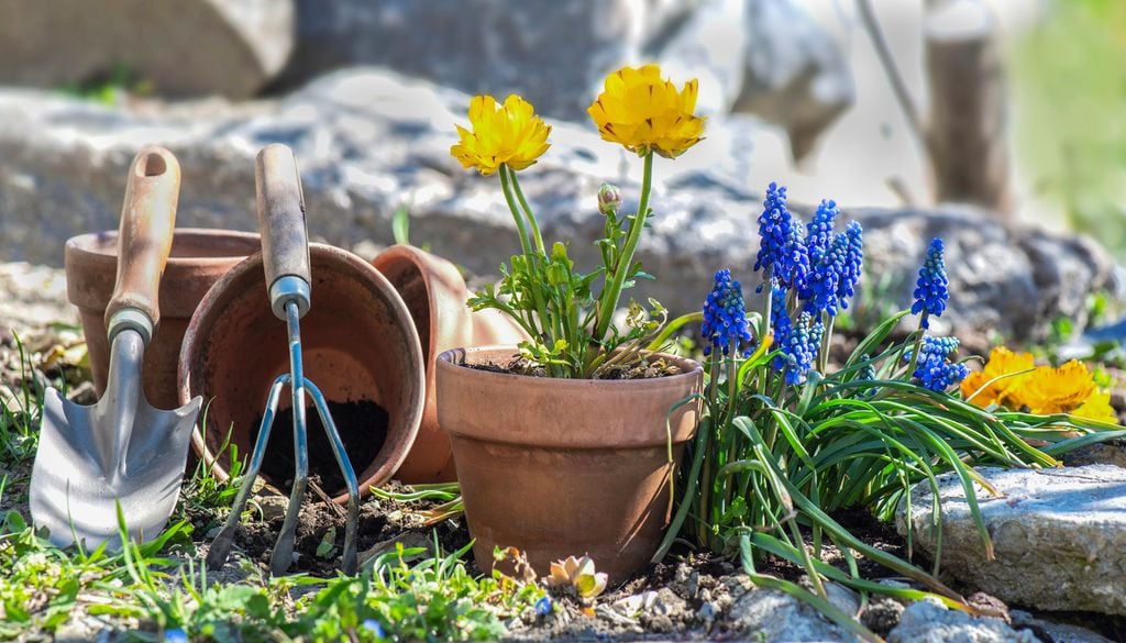 Por su tamaño compacto, los muscaris son ideales para bordes, jardineras y espacios pequeños.