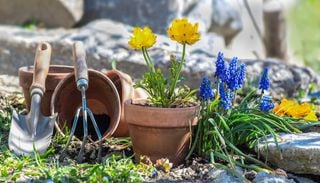 Que no se te pase mayo: los bulbos que debes plantar ahora para una primavera llena de flores