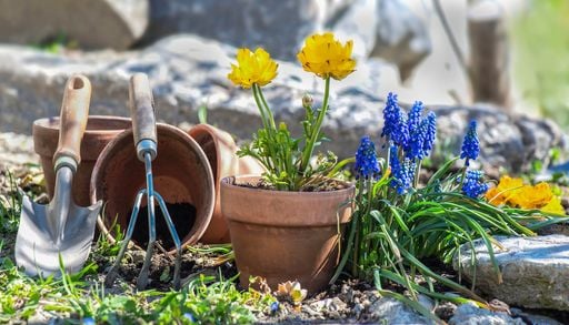 Que no se te pase mayo: los bulbos que debes plantar ahora para una primavera llena de flores