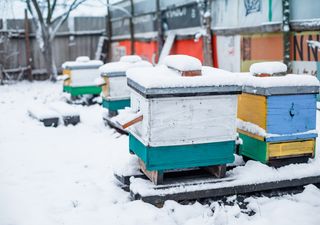 Abejas en invierno: recomendaciones generales para mantener la salud en el apiario, según experta