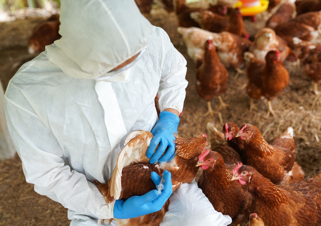 What does WHO think now about H5N2 bird flu after the death of a man in Mexico?