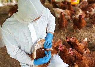 ¿Qué opina ahora la OMS sobre la gripe aviar H5N2 tras el fallecimiento de una persona en México?