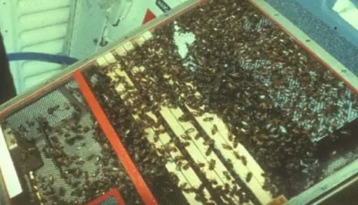 &iquest;Qu&eacute; pasa si env&iacute;as 3.300 abejas al espacio? El hist&oacute;rico experimento de la NASA que desafi&oacute; a la gravedad