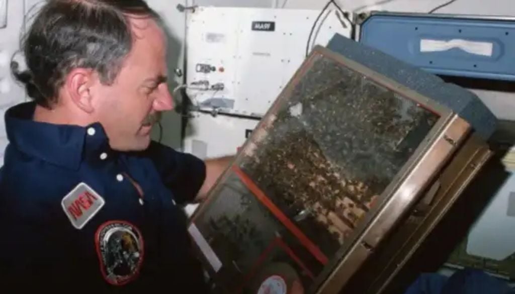 Abejas NASA Challenger El astronauta James D. "Ox" Van Hoften, de la misión STS-41-C, examina el experimento de los estudiantes con abejas. Crédito: NASA.