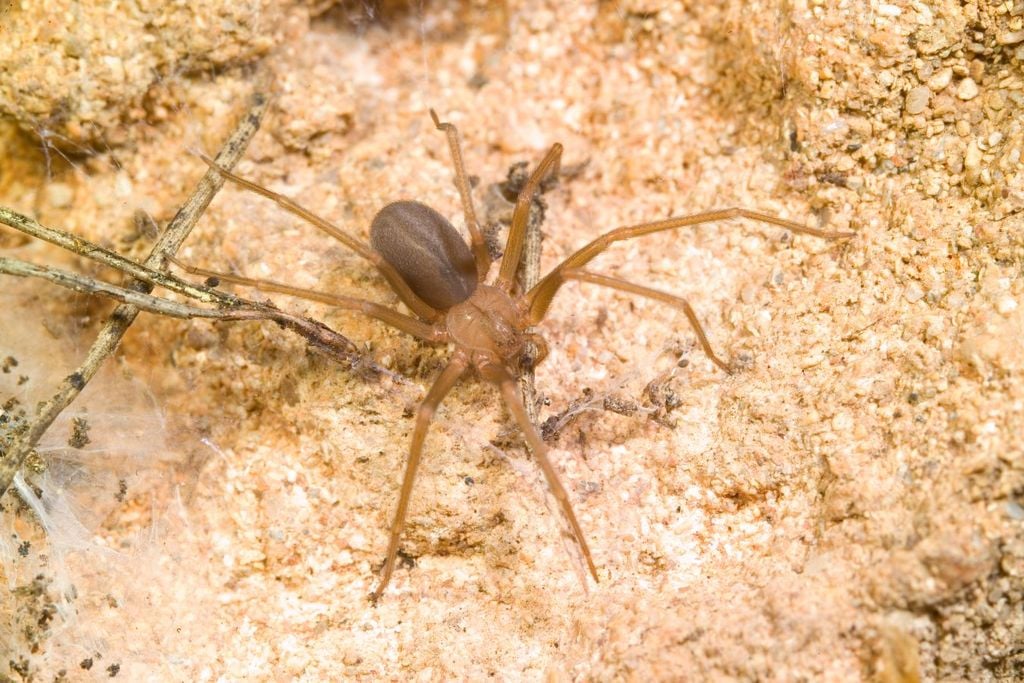 La araña violinista es una de las más de 200 especies arácnidas que representan un riesgo para los humanos