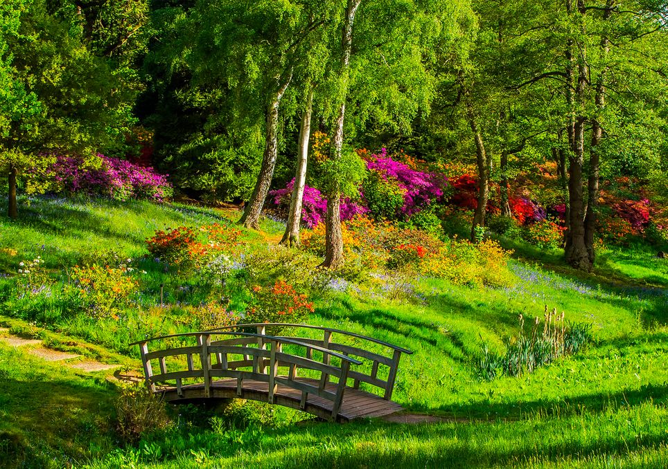 Campo verde con flores Campo verde con flores