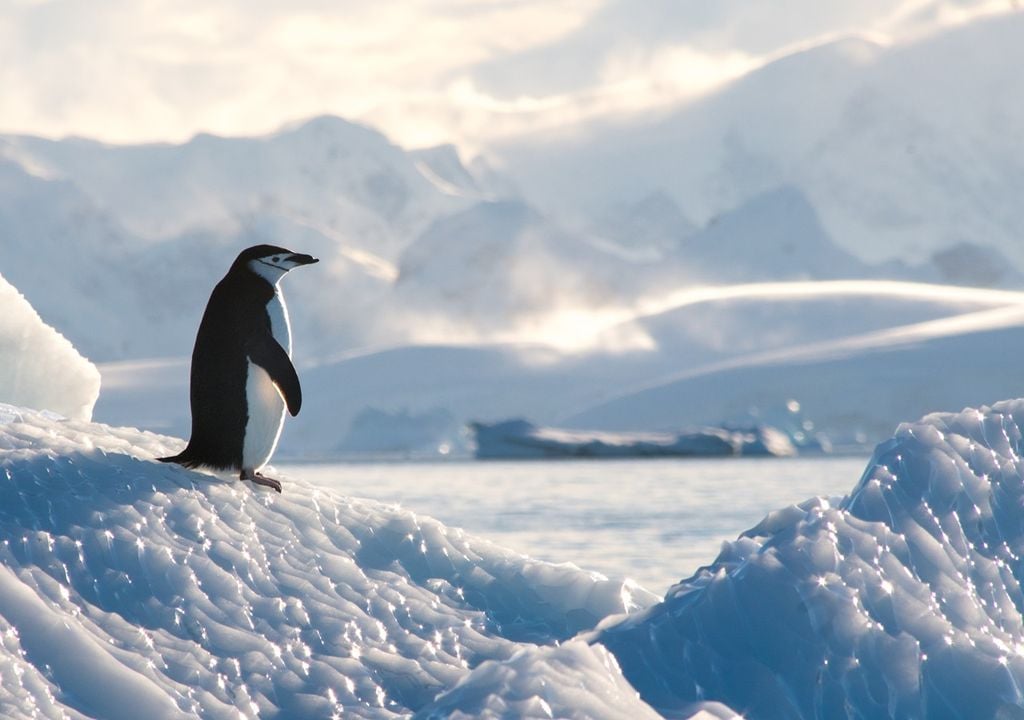 Si nous continuons sur cette voie du réchauffement global, un jour nous cesserons de voir des pingouins sur la glace de l'Antarctique.