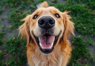 ¿Qué pasaría si tu perro pudiera decirte exactamente lo que quiere? Este experimento determinó que eso es posible 